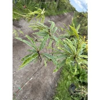 KASZTAN JADALNY szczepiony Aspleniifolia - sadzonki 110 / 130 cm